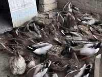 Ducks — Foto 8