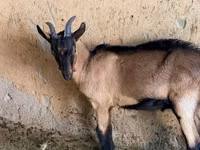 ஆண் வெள்ளாடு, Alpine goat — புகைப்படம் 3
