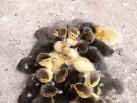 Ducks — foto 1