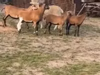 Qoʻy, Cameroon sheep — 2-rasm
