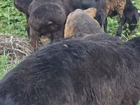 Ovejas (lote, sexo no especificado), Ovejas — foto 4