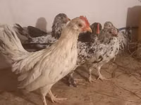 Japonský bantam — foto 8