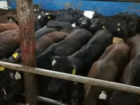 காளை, ஹெரெஃபோர்ட் — புகைப்படம் 4