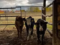 Bovins (lot, sexe non indiqué), Vache limousine — photo 1