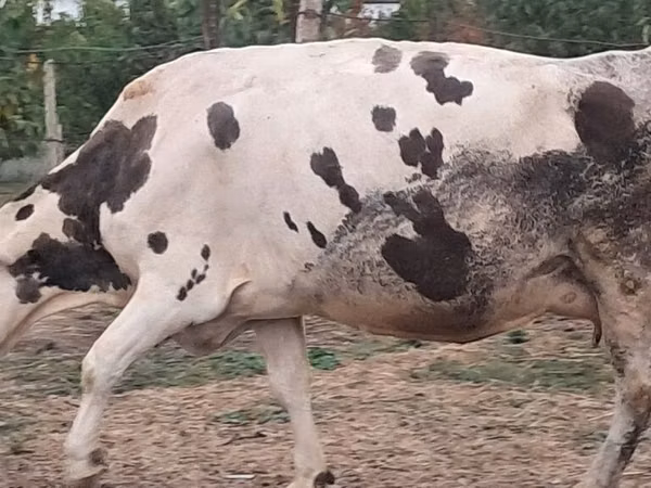 பசு, Russian Black pied cattle
