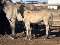 Pferde (Partie, Geschlecht nicht angegeben), Kazakh horse — Foto 2
