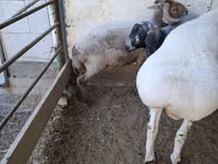 Bélier, Moutons — photo 6