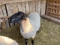 Widder, White Suffolk sheep — Foto 4