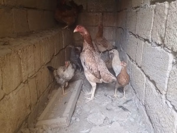 Chickens — أذربيجان