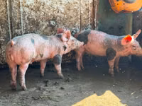 Boar, Pigs — photo 4