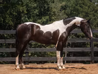 குதிரை, Friesian — புகைப்படம் 2
