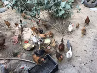 Chickens — zdjęcie 4