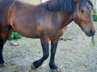 Kůň, Međimurje horse — foto 4