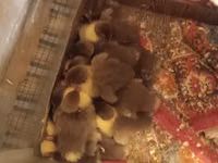 Ducks — Foto 3