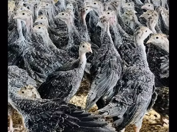 Turkeys — Azerbaïdjan