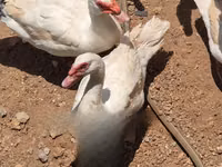 Ducks — foto 4