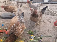 Chickens — foto 1