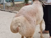 Qoç, Aland sheep — foto 3