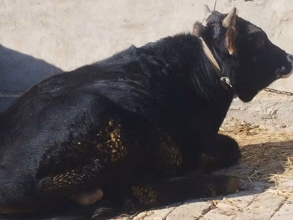 सांड, मवेशी