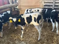 Touro, Russian Black pied cattle — foto 3