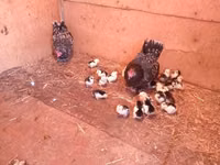 Japanisches Bantam — Foto 1