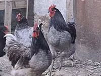 Australorp — foto 2