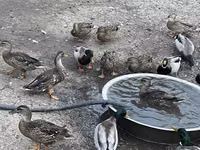 Ducks — Foto 3