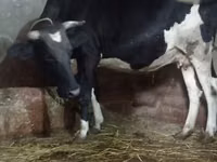 雌牛, Russian Black pied cattle — 写真 3
