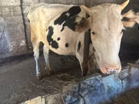 İnek, Holstein ırkı — foto 1