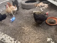 Chickens — zdjęcie 1