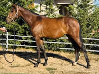 母马, Hungarian horse breed — 照片 1