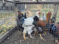Chickens — photo 5
