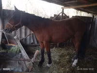 Jument, Chevaux — photo 2