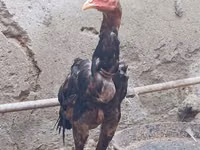Chickens — foto 2