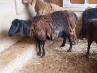 雄羊, Jaidara sheep — 写真 1