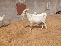 Boucs, Saanen goat — photo 3