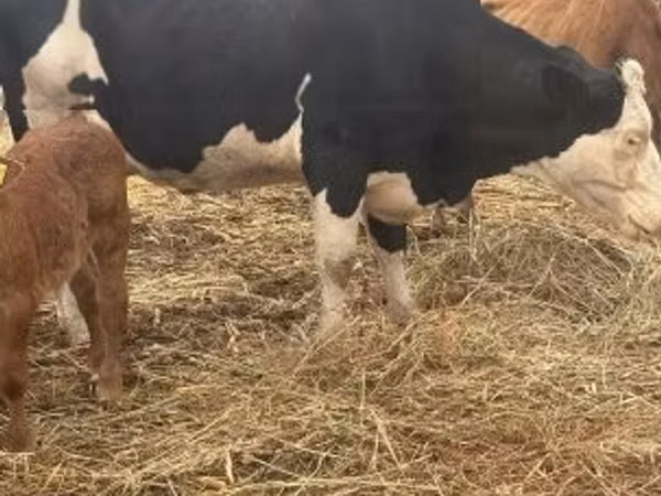 ثور, بقرة ليموزين