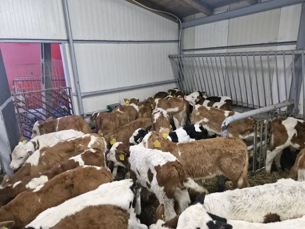 İribuynuzlu mal-qara (partiya, cinsi göstərilməyib), Simmental cattle