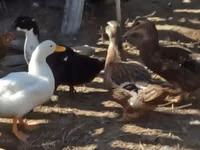 Ducks — zdjęcie 4