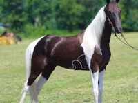 Hengst, Tennessee Walking Horse — Foto 2