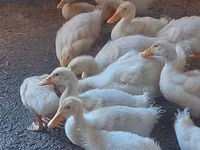 Ducks — 写真 3