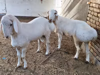 ஆண் ஆடு, ஆடுகள் — புகைப்படம் 4