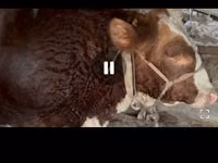 Bulle, Simmental cattle — Foto 5