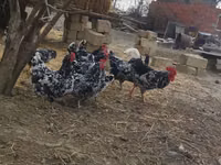 Chickens — الصورة 5