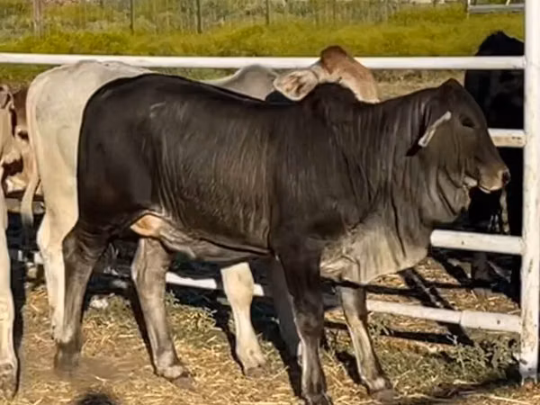 母牛, Brahman