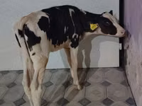 Sigir, Gollandiyalik zot — 3-rasm