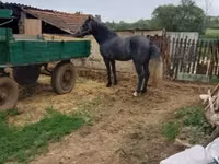 Айғыр, Lipizzaner — 3-сурет