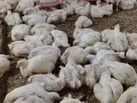 Chickens — foto 3