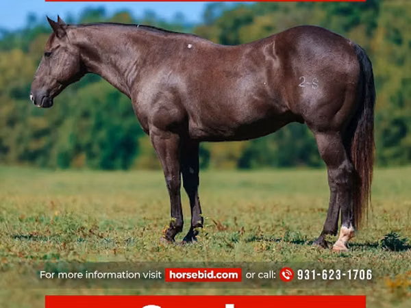 Айғыр, Quarter Horse