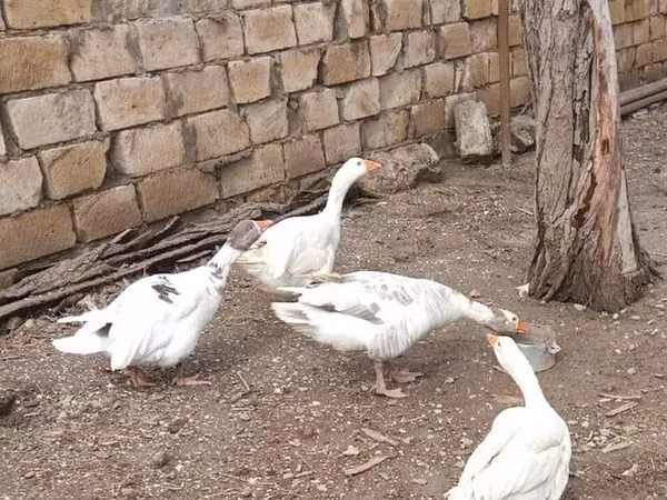 Geese — Aserbaidschan